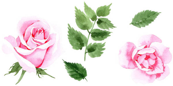 玫瑰花茶的野花花在孤立的水彩风格