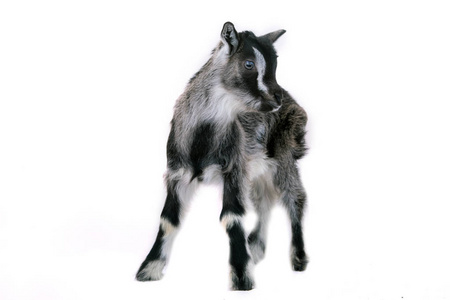 小可爱 goatling