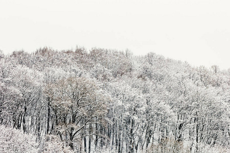 在多云的冬日, 白雪覆盖着树木