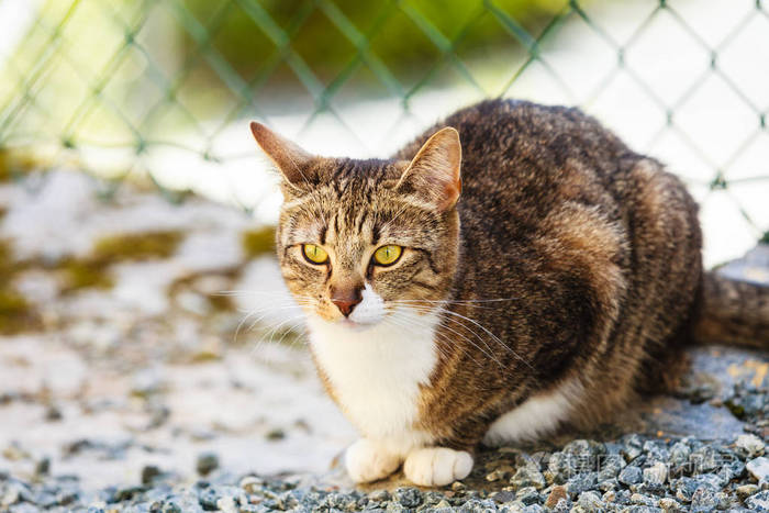 享受自己户外的猫