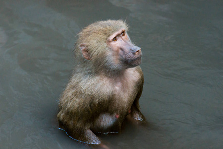hamadryas 狒狒沐浴在河里