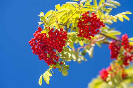 新鲜生红花果的特写照片在蓝天的户外有绿叶