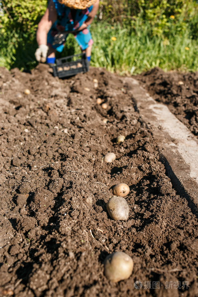 成熟的妇女在她的花园里种植马铃薯