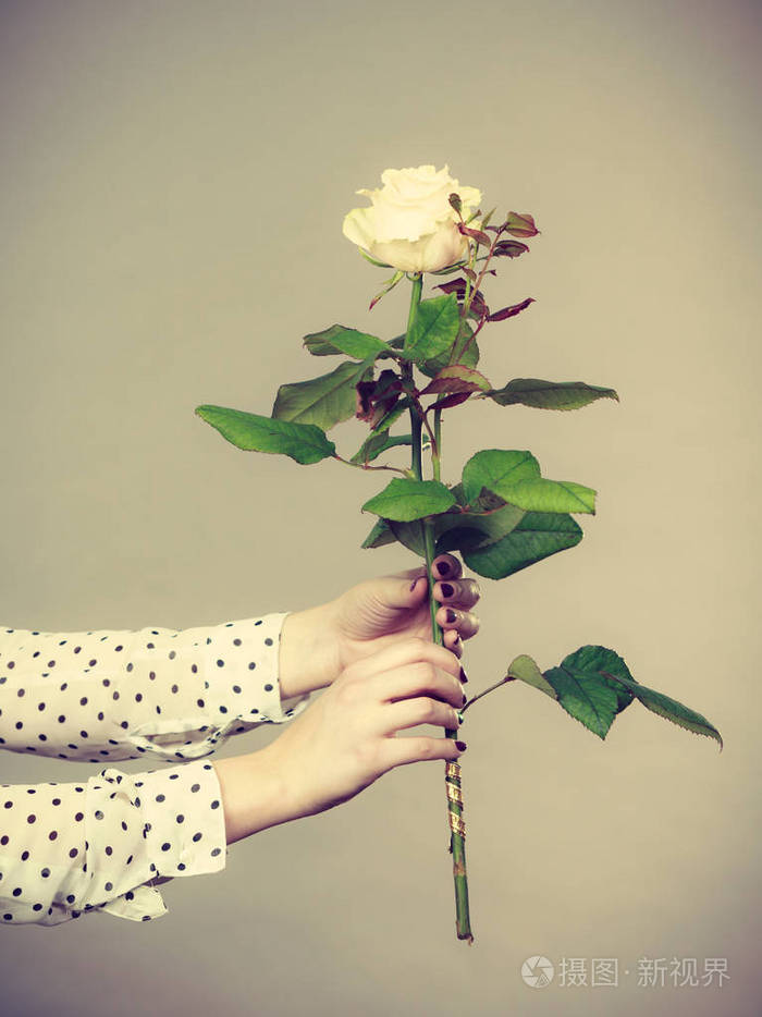 女手捧白玫瑰花朵