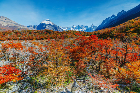 秋天的明亮的颜色和公园的风景 Glaciares。秋天在巴塔哥尼亚, 阿根廷边