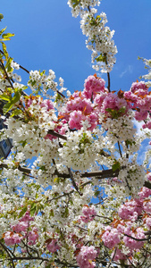 春天樱桃树的粉红色和白色的花朵对蓝色 s
