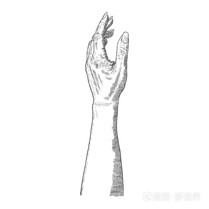 手绘女性手在白色被隔绝插画-正版商用图片04624x-摄图新视界