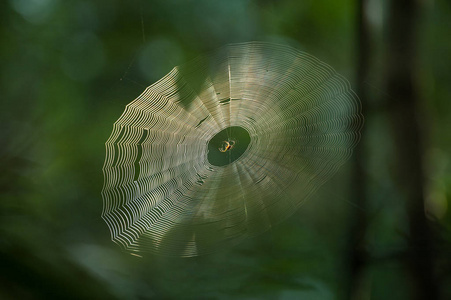 春季热带森林中的金色蛛网蜘蛛网在绿色的夏天背景在早晨露水大白蜘蛛