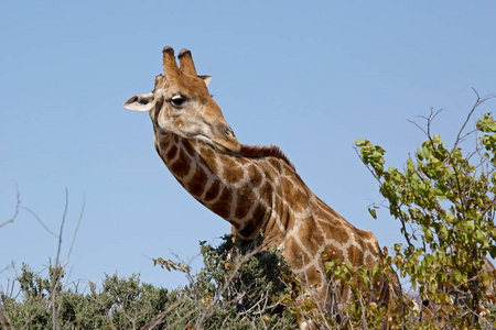 长颈鹿吃, 喝, 浸泡。非洲纳米比亚 Etosha 国家公园的野生动物