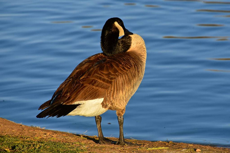 加拿大鹅 preens 它的羽毛与它的长的脖子卷曲和扭曲