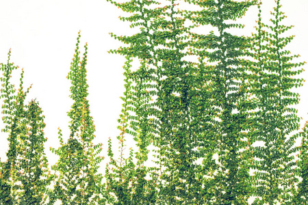 爬藤月季藤蔓植物在白墙上攀爬照片