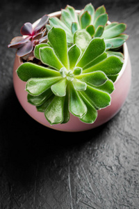 三类型的 Echeveria 肉质在一个锅上黑色石板背景。现代办公桌时尚简单的植物