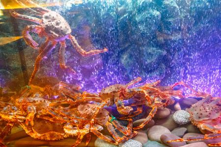 水族馆与活蟹龙虾和虾