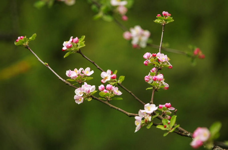 春园果树开花枝