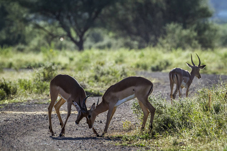 南非马蓬古布韦国家公园常见黑斑羚