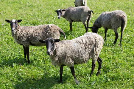 群羊在牧场