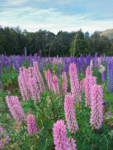 粉红色和紫色羽扇花场中性景观, 新西兰夏季季节