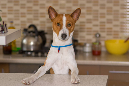 basenji 狗在厨房的画像