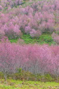 大老虎樱花, 樱花