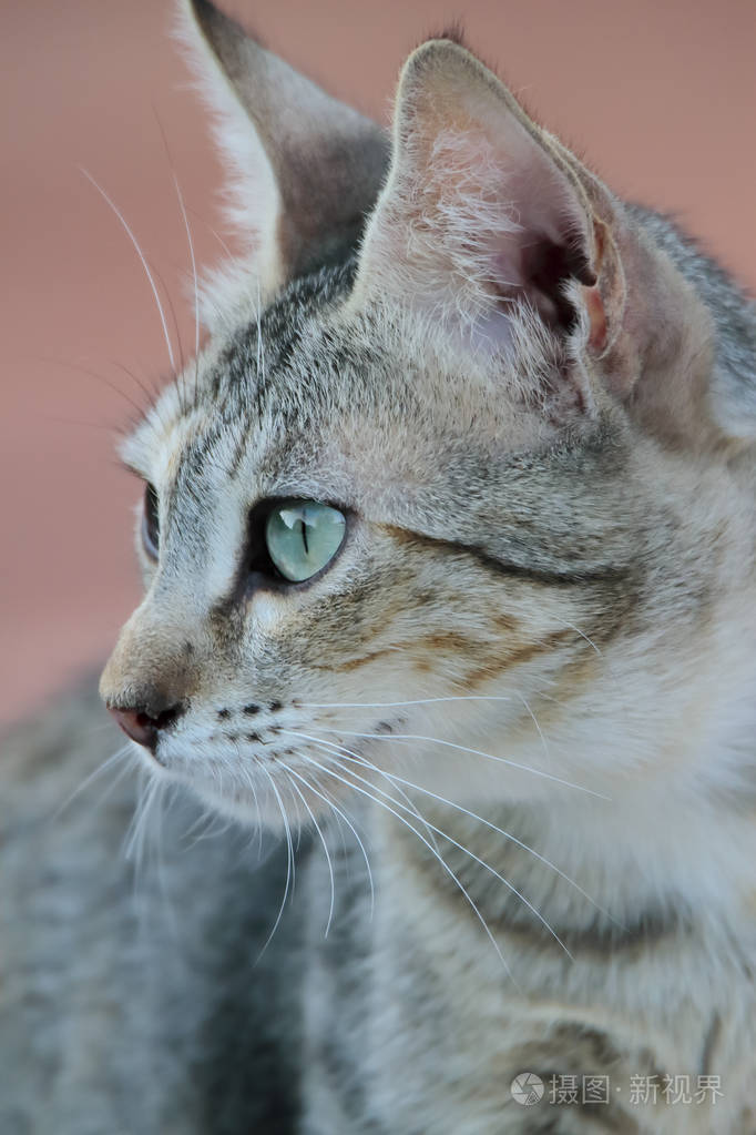 绿眼睛的一只猫的肖像