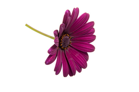 美丽的紫色 osteospermum 或非洲雏菊粉红色的花朵被隔离在白色