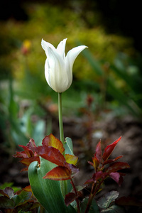美丽的春天花园里的白色 tullip 花
