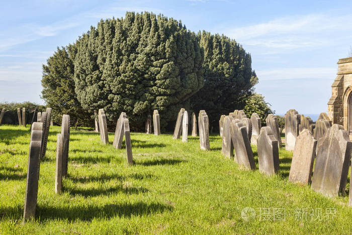 在墓地的红豆杉树