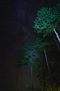 风景与星在树之上。夜空中有星星。长曝光照片