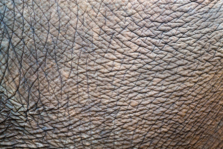 背景的亚洲象的纹理和样式图片