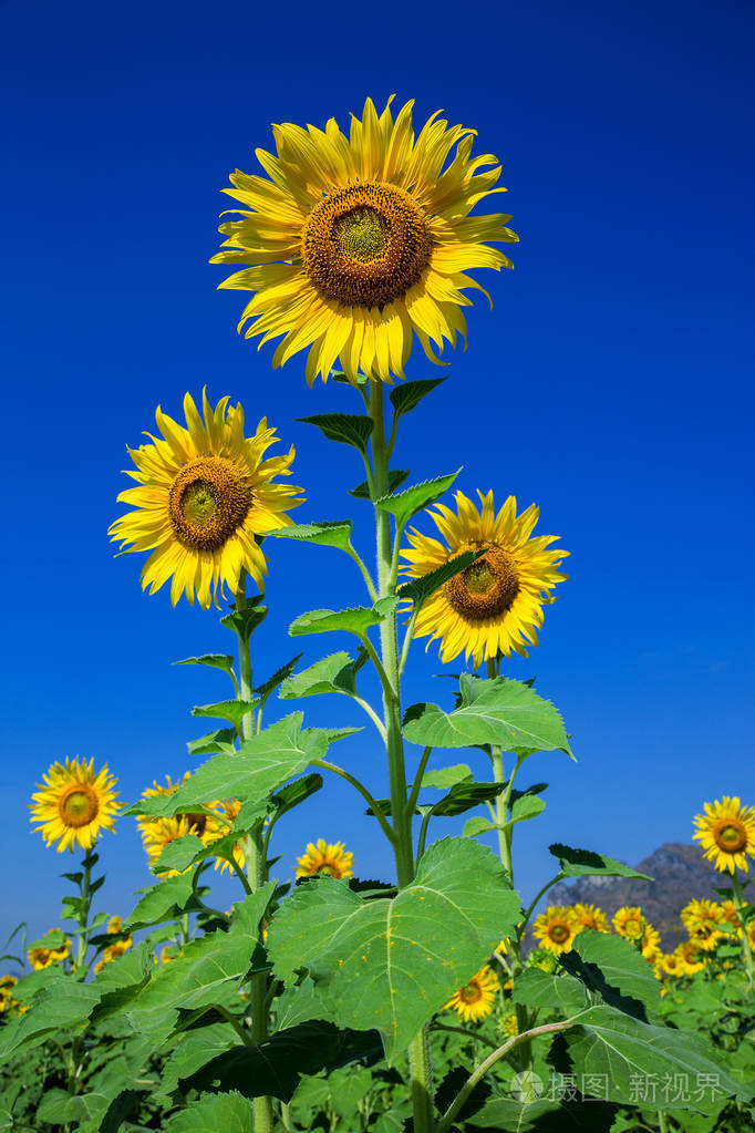 美丽的向日葵在田野上种植的蓝天背景