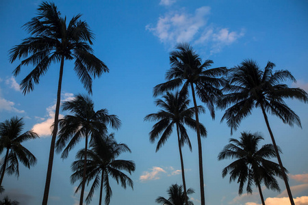 蓝天背景下的棕榈树剪影