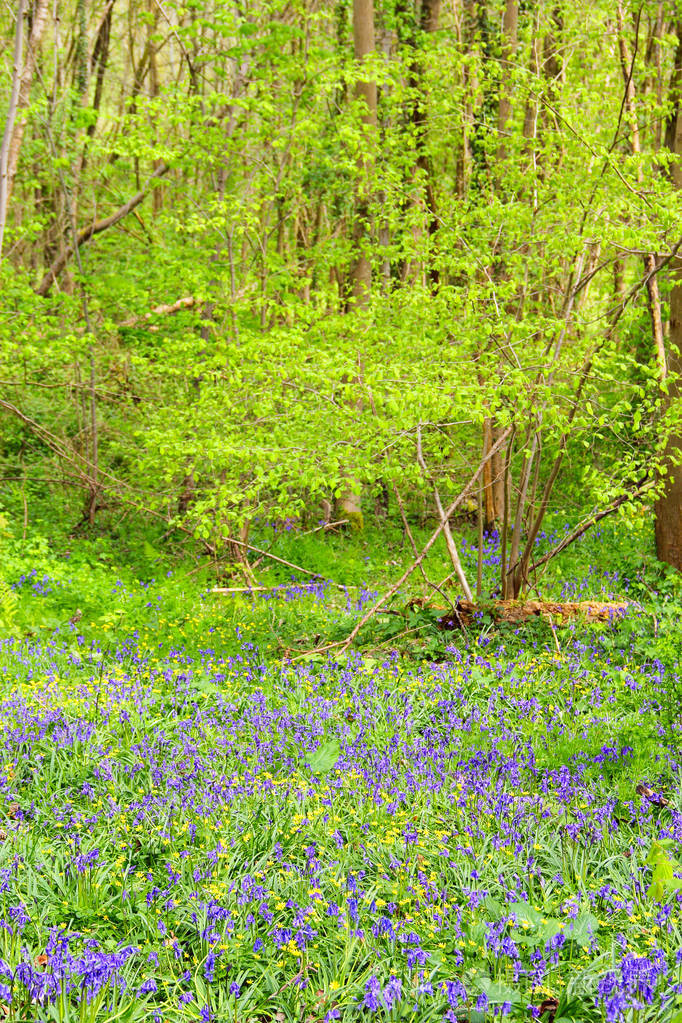 蓝铃花在春天森林