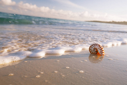 鹦鹉螺海壳抵御暴风雨波清晨海滩