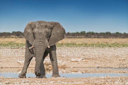 大象行走在非洲大草原的 Etosha。纳米比亚