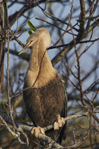 蛇鸟游泳蛇鸟照片