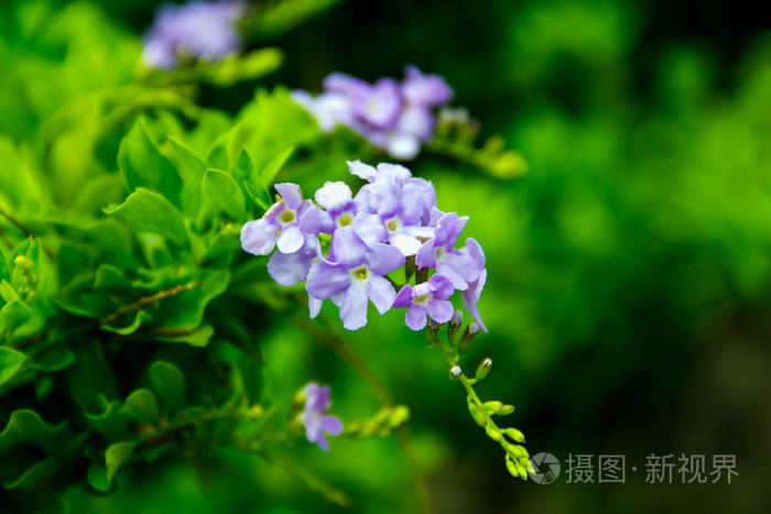紫色的花朵是一堆绿色的背景模糊