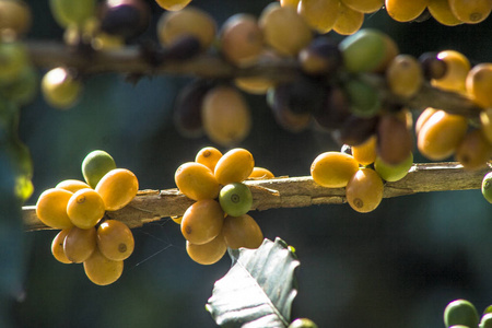 在巴西咖啡树上的咖啡豆