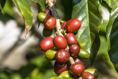 在巴西咖啡树上的咖啡豆