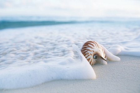 鹦鹉螺海壳抵御暴风雨波清晨海滩