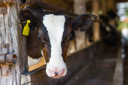 特写肖像年轻的母牛看着相机和黄色标签的耳朵在摊位