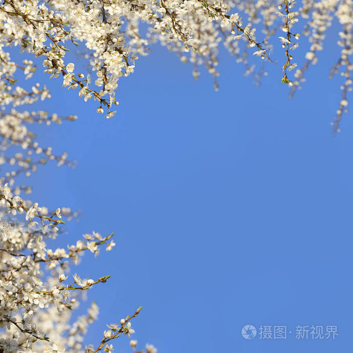 蓝天上白色樱花树枝的弹簧框架