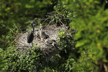 四年轻灰色苍鹭在巢在树