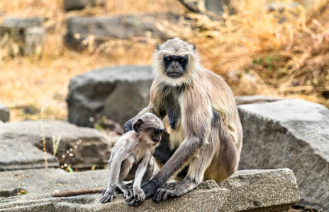印度道拉塔巴德堡的灰叶猴猴