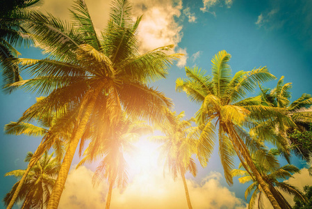 椰子 plam 树, 阳光普照蓝天背景。复古色调