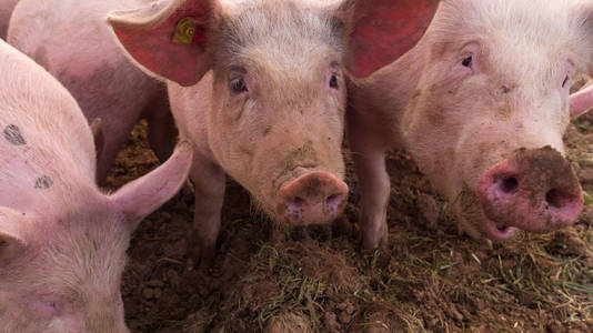 粉红色的猪在泥土里打滚照片