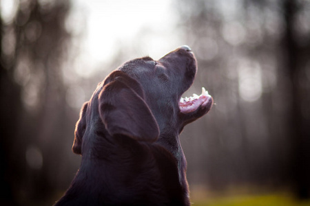 巧克力拉布拉多猎犬肖像