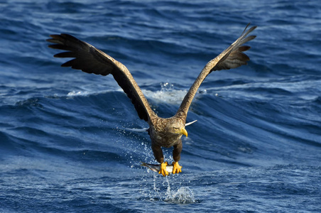 白尾鹰在飞行, 捕鱼。成年白尾鹰 吼海 albicilla, 也被称为厄, 灰鹰, 欧亚海鹰和白尾海鹰