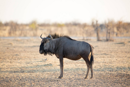 蓝角羚, Etosha 野生动物在国家公园, 纳米比亚, 非洲