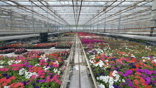 为花卉苗圃的挂在温室盆栽花卉文化小女孩收集作物黄瓜和西红柿大棚