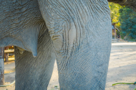 阳光明媚的日子里, 在清迈丛林保护区, 大象乳房的选择焦点关闭
